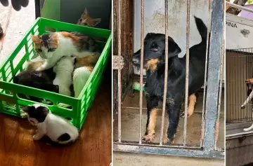 Horror: cortaban las cuerdas vocales a perros para que no ladraran