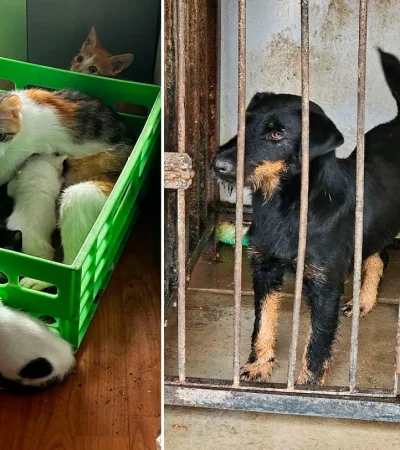 Horror: cortaban las cuerdas vocales a perros para que no ladraran