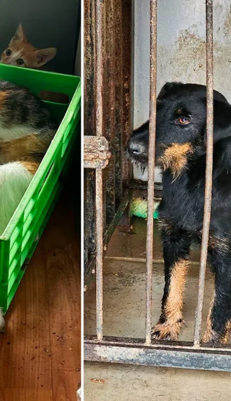 Horror: cortaban las cuerdas vocales a perros para que no ladraran