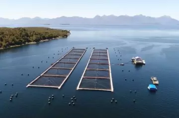 Pesquera quiere convertir a Malvinas en una potencia del comercio de salmones