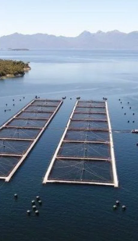 Las granjas de salmones se han convertido en un atractivo negocio ictícola por su alta escala de rentabilidad.