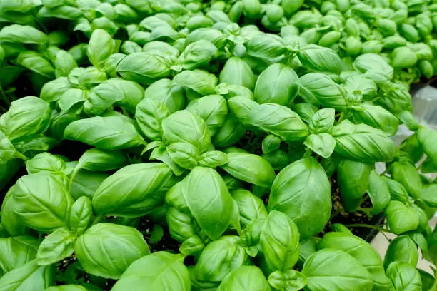 Albahaca para atraer abundancia al hogar.