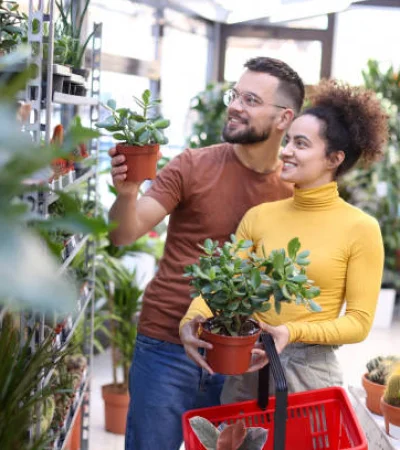 El Árbol de Jade es reconocido por su buena energía.