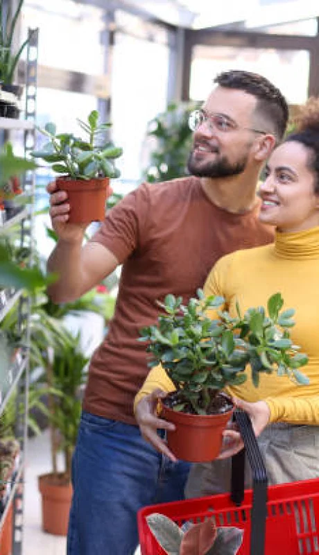 El Árbol de Jade es reconocido por su buena energía.
