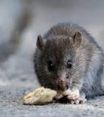 Este pequeño roedor es transmisor del hantavirus./