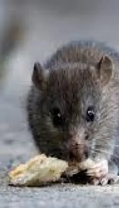 Este pequeño roedor es transmisor del hantavirus./