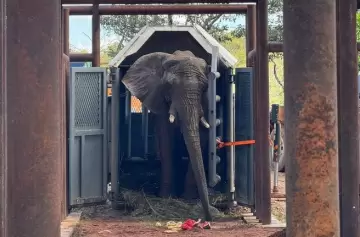 Así fueron las primeras horas de la elefanta Pupy en su nuevo hogar en Brasil