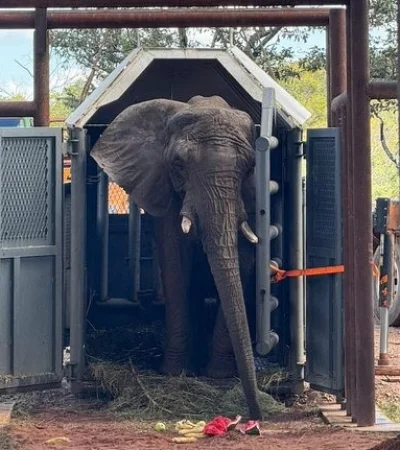 La elefanta Pupy llegó a su nueva casa en el santuario de Brasil/ Fuente: X
