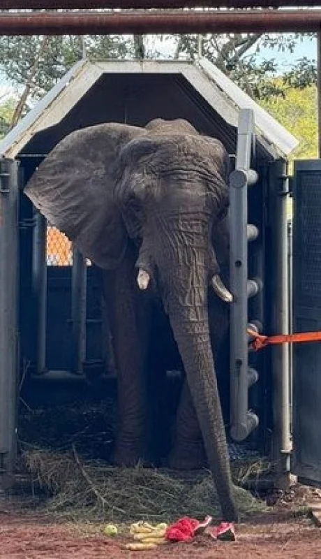 La elefanta Pupy llegó a su nueva casa en el santuario de Brasil/ Fuente: X