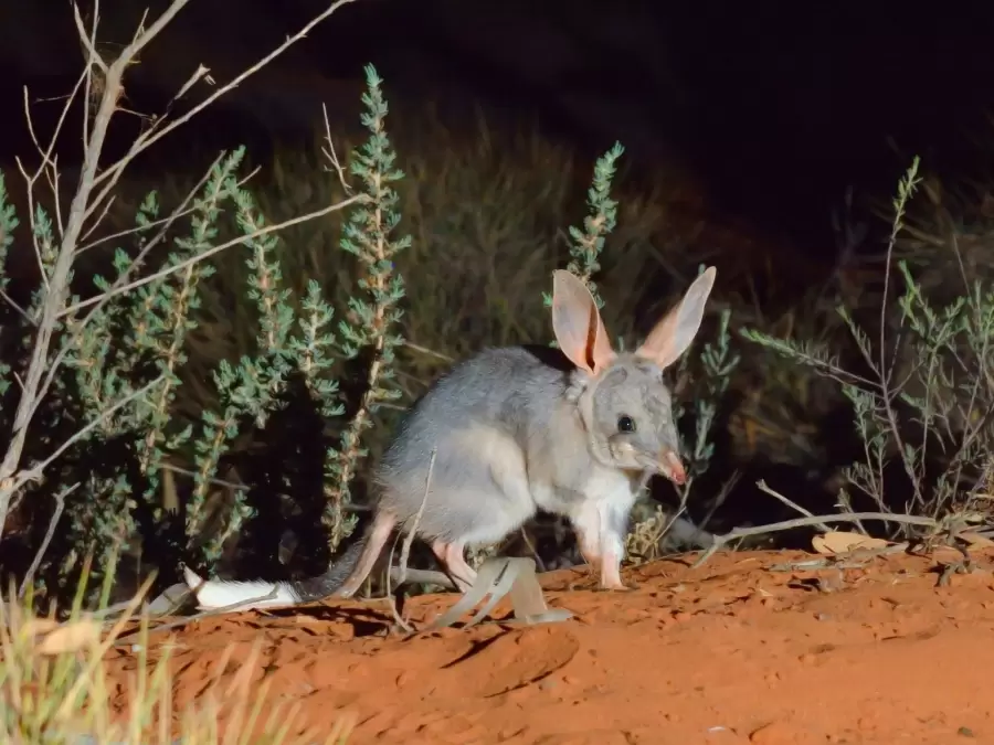 Bilby, un animal australiano