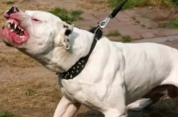 "Estaba toda ensangrentada": un pitbull atacó a una nena de 5 años
