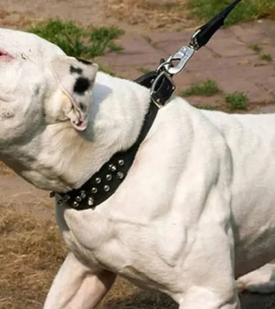 "Estaba toda ensangrentada": un pitbull atacó a una nena de 5 años