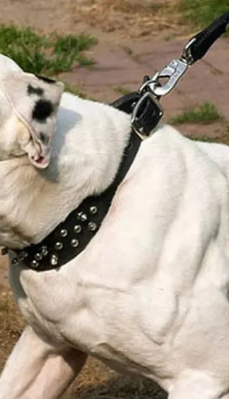 "Estaba toda ensangrentada": un pitbull atacó a una nena de 5 años