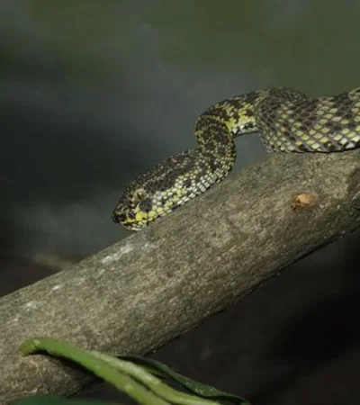 Cuidado: este árbol podría atraer serpientes sin que vos lo sepas