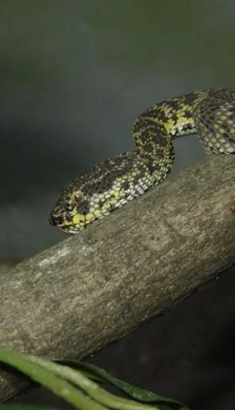 Cuidado: este árbol podría atraer serpientes sin que vos lo sepas
