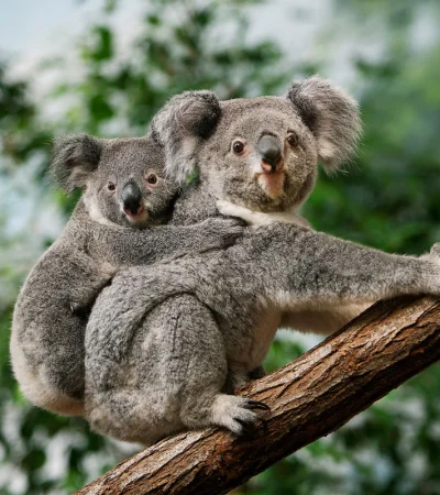 La medida generó críticas al Gobierno australiano.