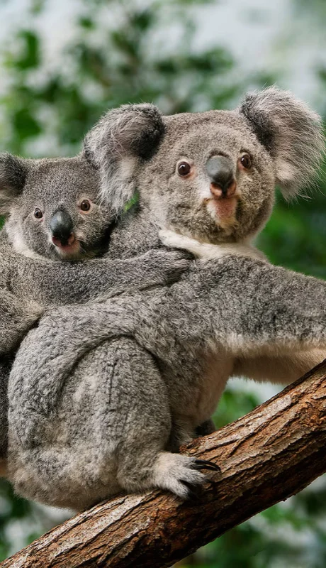 La medida generó críticas al Gobierno australiano.