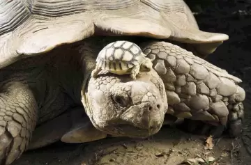 Tortuga de 100 años es madre por primera vez y renueva la esperanza de su especie