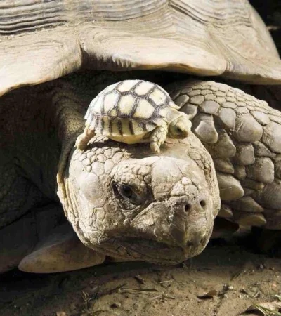 Nacieron de una madre de 100 años.