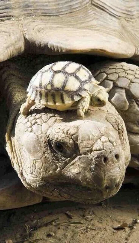 Nacieron de una madre de 100 años.