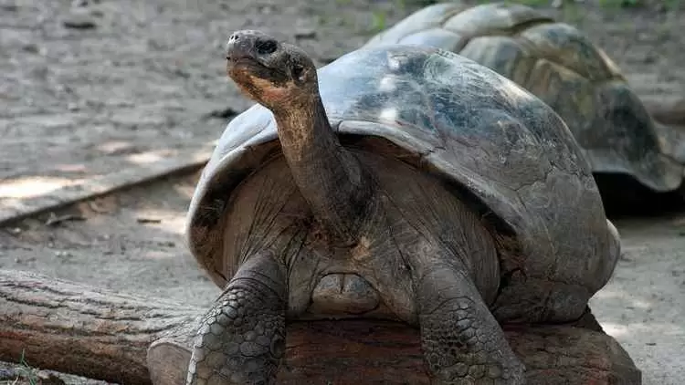 Una tortuga gigante de Galápagos se convirtió en madre primeriza en el zoológico de Filadelfia.