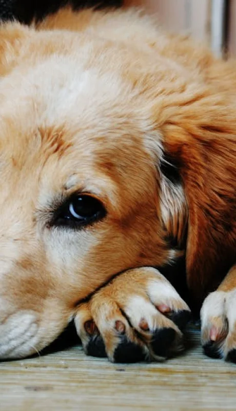 Argentina lidera el ranking mundial de tenencia de mascotas.