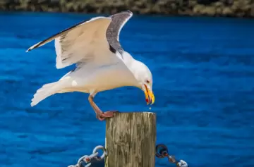 El insólito campeonato que premia a quien mejor imita a una gaviota