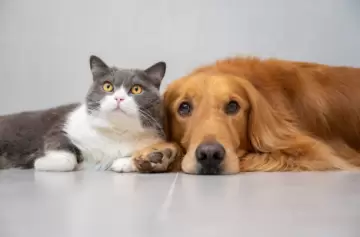 Estos son los signos del zodiaco que más conectan con los animales