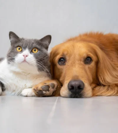 Perros y gatos irresistibles.