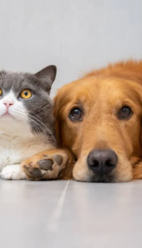 Perros y gatos irresistibles.