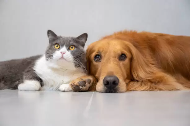 Perros y gatos irresistibles.