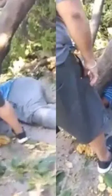 El anciano murió aplastado por un viejo árbol.