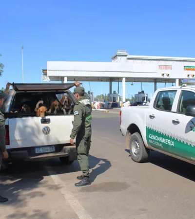 Crueldad animal: Gendarmería rescató a 21 perros y dos gallos
