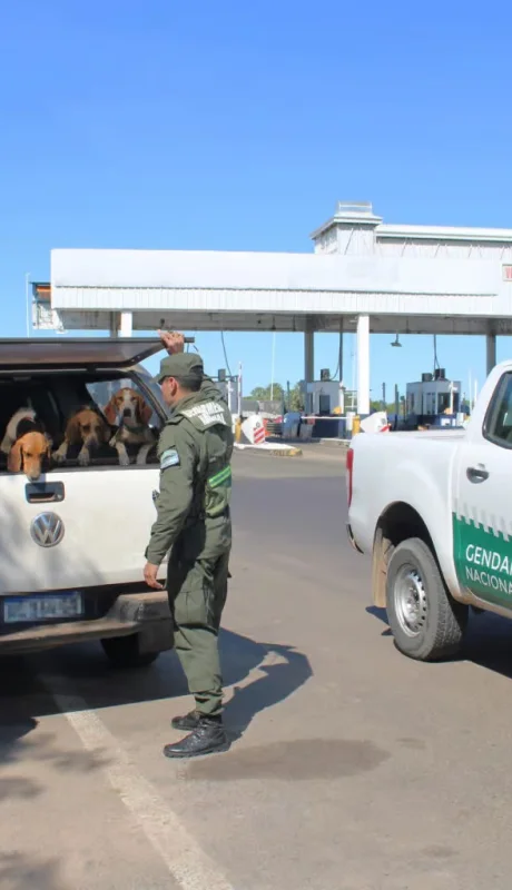 Crueldad animal: Gendarmería rescató a 21 perros y dos gallos