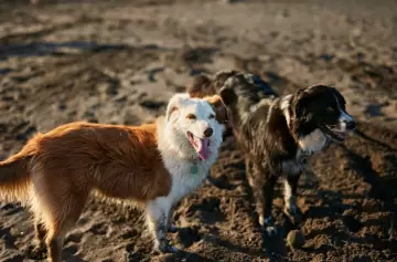 Tenencia responsable de animales: por qué no tenés que dejar atado a tu perro