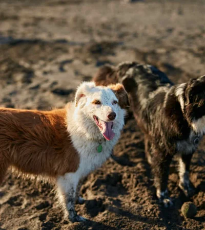 Claves para garantizar el bienestar de tus animales de compañía.