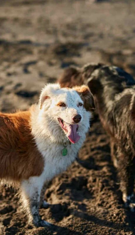 Claves para garantizar el bienestar de tus animales de compañía.