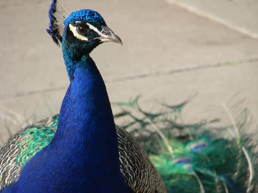 El pavo real presenta una multiplicidad de colores.