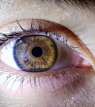 La existencia de Olo redefine lo que entendemos por ver y por color.