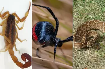 Aumentan las picaduras de animales venenosos: cómo reconocerlos y actuar