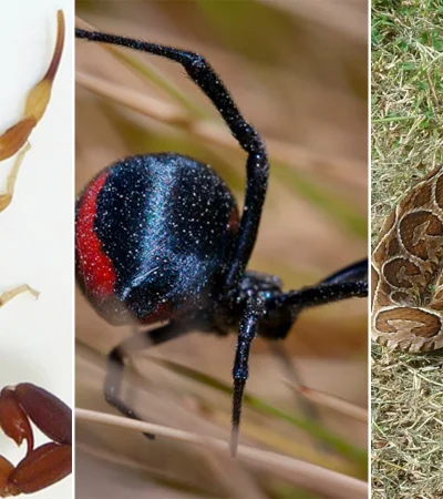 Aumentan las picaduras de animales venenosos: cómo reconocerlos y actuar