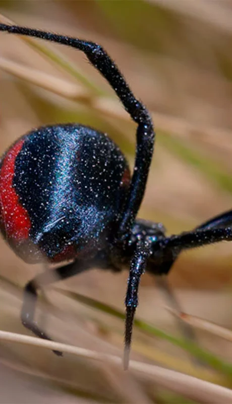 Aumentan las picaduras de animales venenosos: cómo reconocerlos y actuar