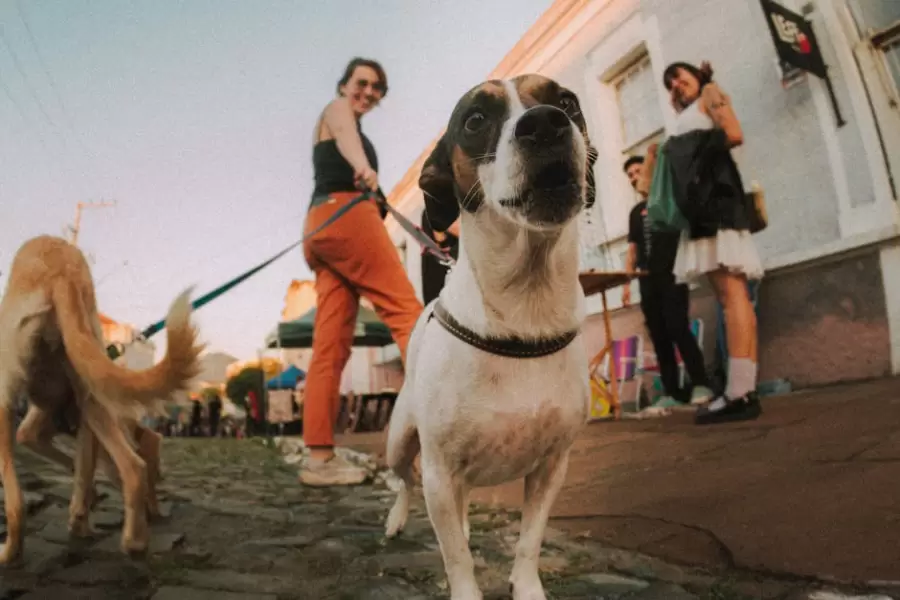 Divertida vista de ojo de pez de perros con correa en un mercado al aire libre, capturando una atmósfera animada y vintage.