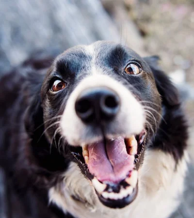 Fotografía De Enfoque Superficial De Border Collie Blanco Y Negro Adulto