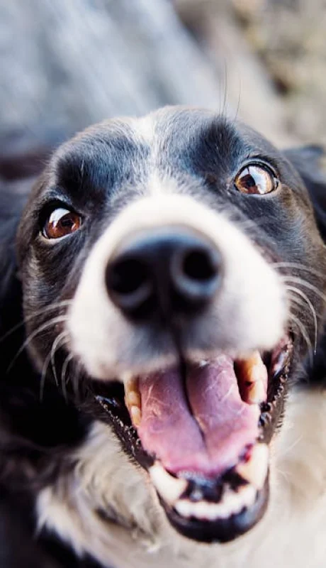 Fotografía De Enfoque Superficial De Border Collie Blanco Y Negro Adulto