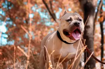 ¿Cómo fue el aterrador ataque de un pitbull que de milagro no fue una fatalidad?