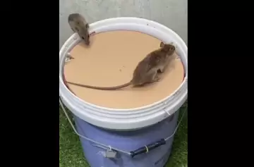 Video: mostró cómo atrapaba ratas y se hizo megaviral en redes