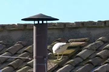 Gaviotas y fumata blanca: ¿señal divina o simple coincidencia?