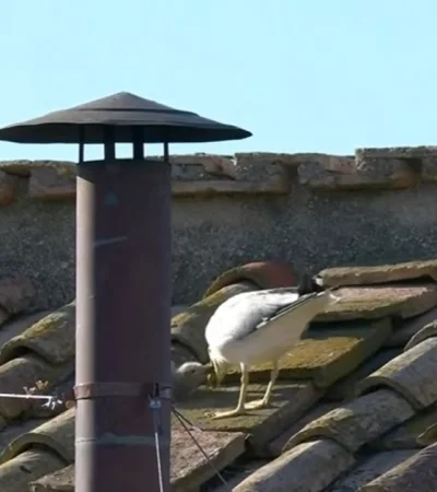 Gaviotas y fumata blanca: ¿señal divina o simple coincidencia?