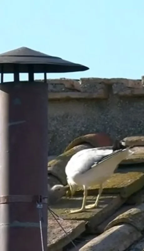 Gaviotas y fumata blanca: ¿señal divina o simple coincidencia?